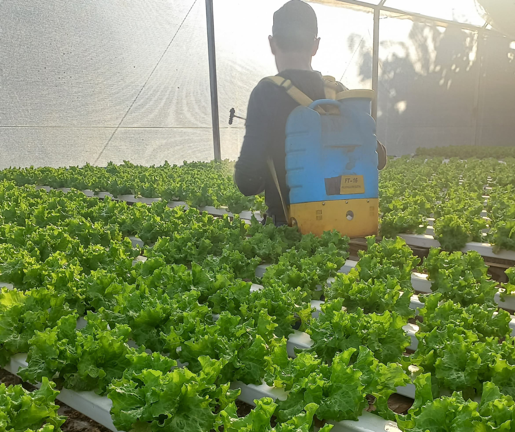 Tecnologias em ação no cultivo de morango, alface e carinata